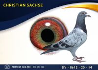 DV 0612 20 14 C. & G. KOOPMAN x DE RAUW SABLON (FREDDY)