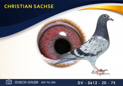 DV 0612 20 75  - DIRK DE BEER (DE GUS) x VLOEMANS/HEREMANS       OLIMPIADE 003