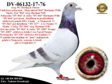 DV-06132-17-76   Podwójny wnuk słynnego 