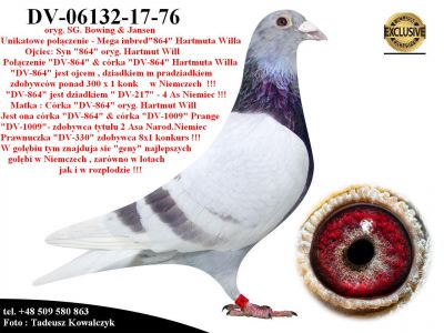 DV-06132-17-76   Podwójny wnuk słynnego 