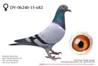 DV-06240-15-682 - samiczka