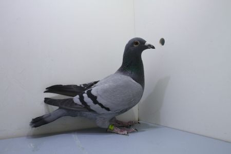 DV-06240-23-161 : Inberd na Porsche 911 od Pipa Elite Center