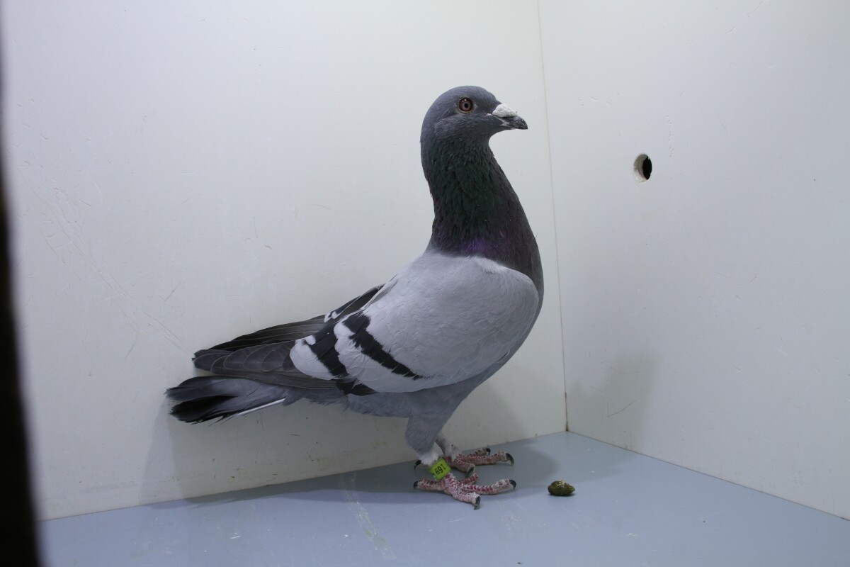 CAPRI&CO GOUCHA　Classic pique JK SIMON　L CAPRI&CO GOUCHA Classic pique JK SIMON L CAPRI&CO GOUCHA