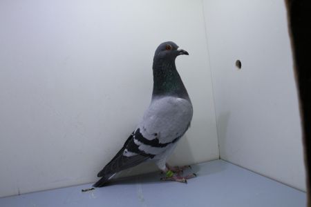 DV-06240-23-225 : G.vd Wouwer (Golden Kim, inbred na Kaasboer) x Pipa Elite Center (Gladiator, Porsche, Golden Maria, Panamera)