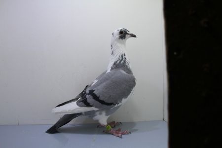 DV-06240-23-253 : Inberd na Porsche 911 od Pipa Elite Center