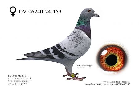 DV-06240-24-153 - Veenstra Pigeon - w rodowodzie min Romario, Thomas 6, Lena, Olymp Boniface