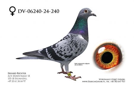 DV-06240-24-240 - Veenstra Pigeon - w rodowodzie min Romario, Thomas 6, Lena, Olymp Boniface