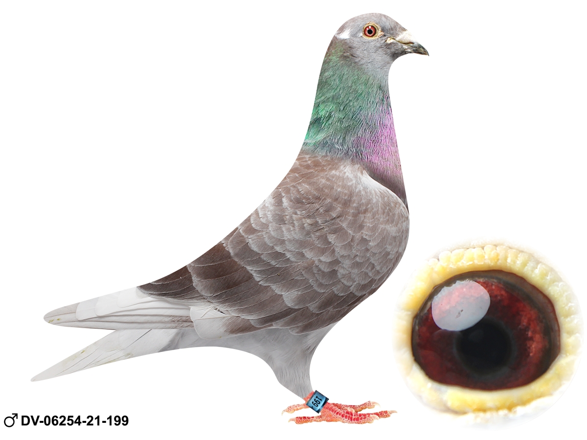 叢　qusamura Grafted - August Editions DV-06254-21-199 Dirk van den Bulck X Leo Heremans super samczyk