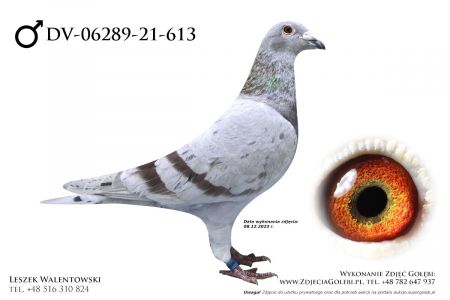 DV-06289-21-613 - oryg. Franz Lange, linia najlepszych gołębi Dirka van den Bulcka  - Kittel, Olympic Rostie oraz Gastona van den Wouwera - Kaasboer