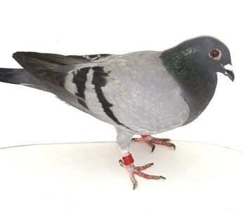 DV 0645-17-1123   Ekstra Samica