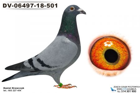 DV-06497-18-501 oryg. Zumdiek