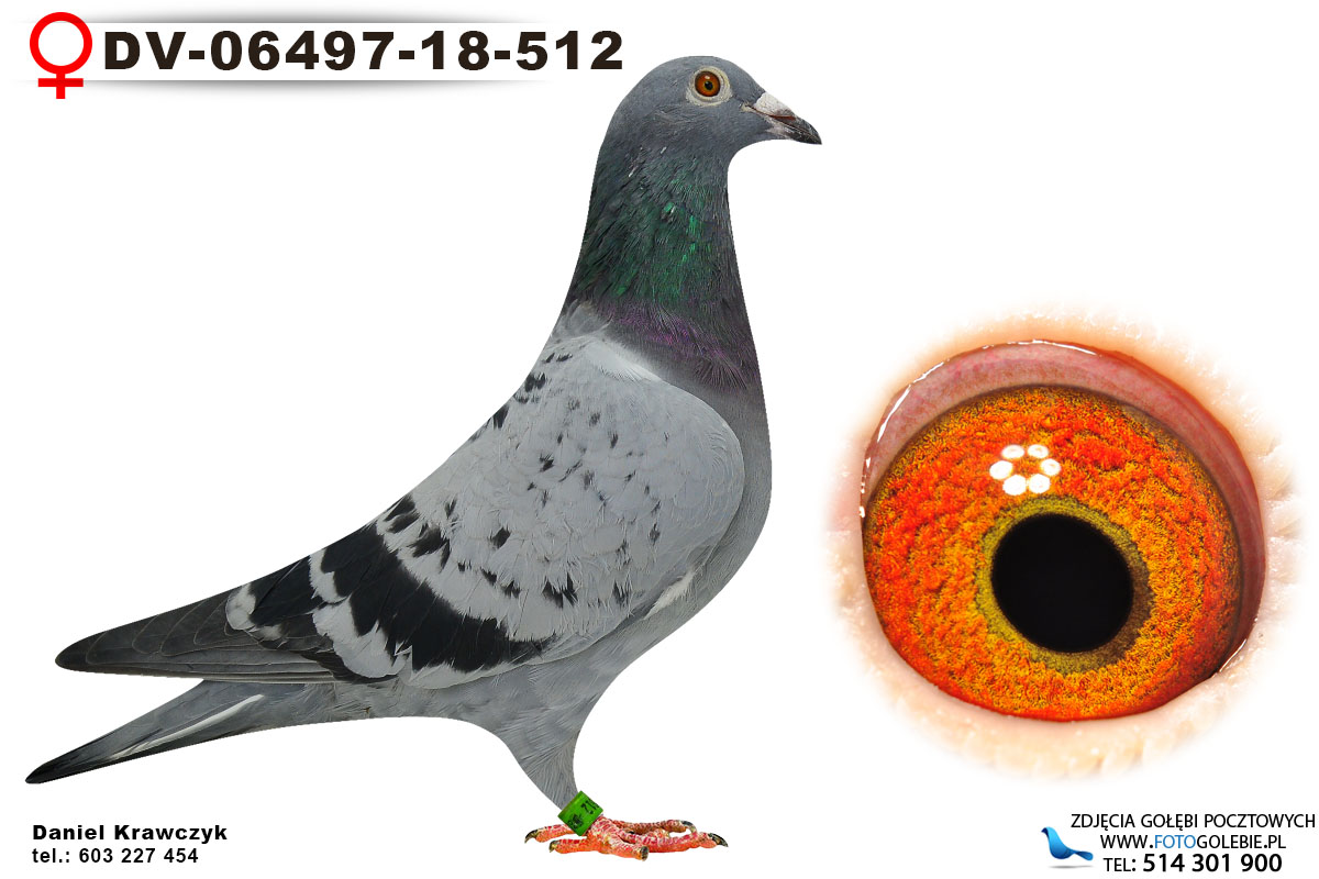 DV-06497-18-512 oryg Zumdiek 100% Janssen - Professional