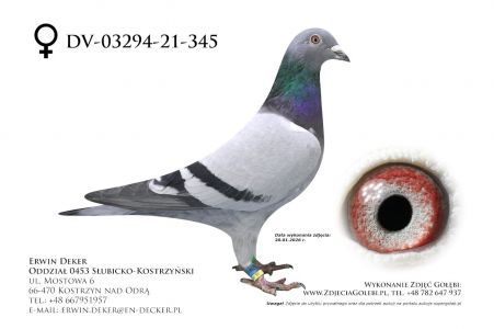 DV-06503-22-17 - samiec