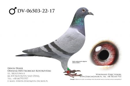 DV-06503-22-17 - samiec