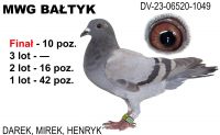 DV-06520-23-1049: Darek-Mirek-Henryk, 14. Lotnik, m in 42m, 16m, 10m z FINAŁU Gołąb z hodowli: Darek-Mirek-Henryk.