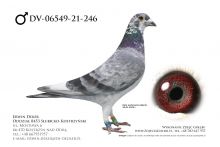 DV-06549-21-246 - samiec