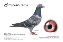 DV-06549-22-636 - samiec