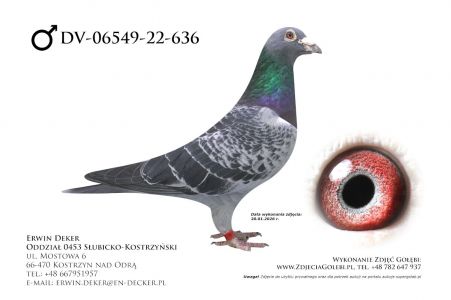 DV-06549-22-636 - samiec