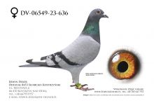 DV-06549-23-636 - samica