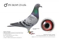 DV-06549-23-656 - samiec