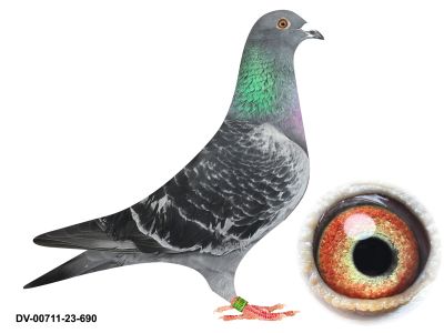 DV-0711-23-690 GOŁĄB LOTOWANY NA WG USEDOM