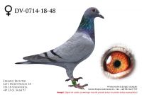 DV-0714-18-48 - samiczka