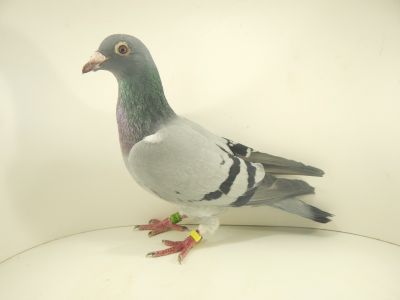 DV 07243 18 222  Org. HEINRICH KALYTA -  Dwukrotny Mistrz 2014 i 2018 Bayermarathonu w Niemczech, 41 x 1KONKURS !!!