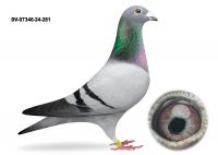 DV-07346-24-281 LOTOWANY NA WG - AUKCJA NOWOROCZNA - SAMIEC