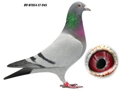 DV-07814-17-945 - 0-1, oryg. M. Sottor - wnuk Biturbo (5x1k), linia Olympiade 003 oraz De Jan L. Heremans