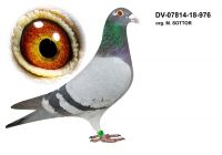 DV-07814-18-976 org. Markus SOTTOR