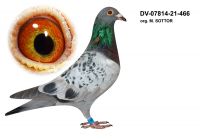 DV-07814-21-466 Org. Markus SOTTOR
