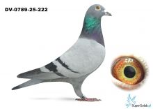 DV-0789-25-222 - inbred BAK 17 Marcel Aelbrecht