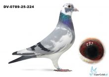 DV-0789-25-224 - linia EXTREEM DEN AD Woters