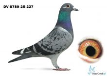 DV-0789-25-227 - 100% Van Dyck