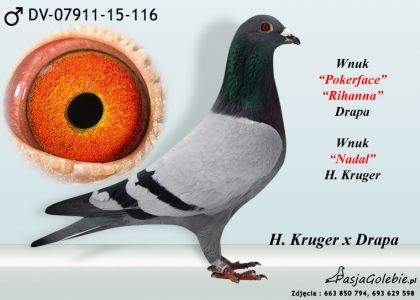 Business description Liquor Appointment DV-07911-15-116-DRAPA WNUK POKERFACE x RIHANNA - Professional pigeon  auction portal, pigeons from Polish masters, Olympic pigeons, best breeders  from Belgium, Germany and Holland.
