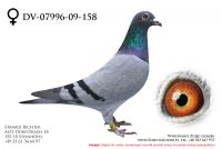 DV-07996-09-158 - samiczka
