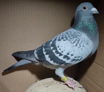 DV-08197-24-102 (A. Wollenhaupt) - 36 miejsce z finału WG Uplandderby 2024/ 72 lotnik (samica)