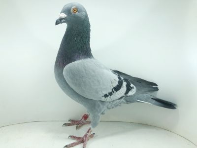 DV 08201 22 879 – org. Kurt Fromm - 103 AS _Gołąb / 115m – SuperCup 580km / 32m wyścig nr 3 / 87m wyścig nr 1 / (prawdopodobnie samczyk)