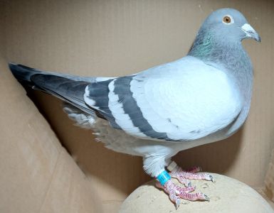 DV-08235-16-544 (E. Schrieber) - Super rozpłodowa (samica)