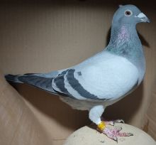 DV-08235-19-132 (E. Schrieber) - samica