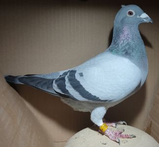 DV-08235-19-132 (E. Schrieber) - samica