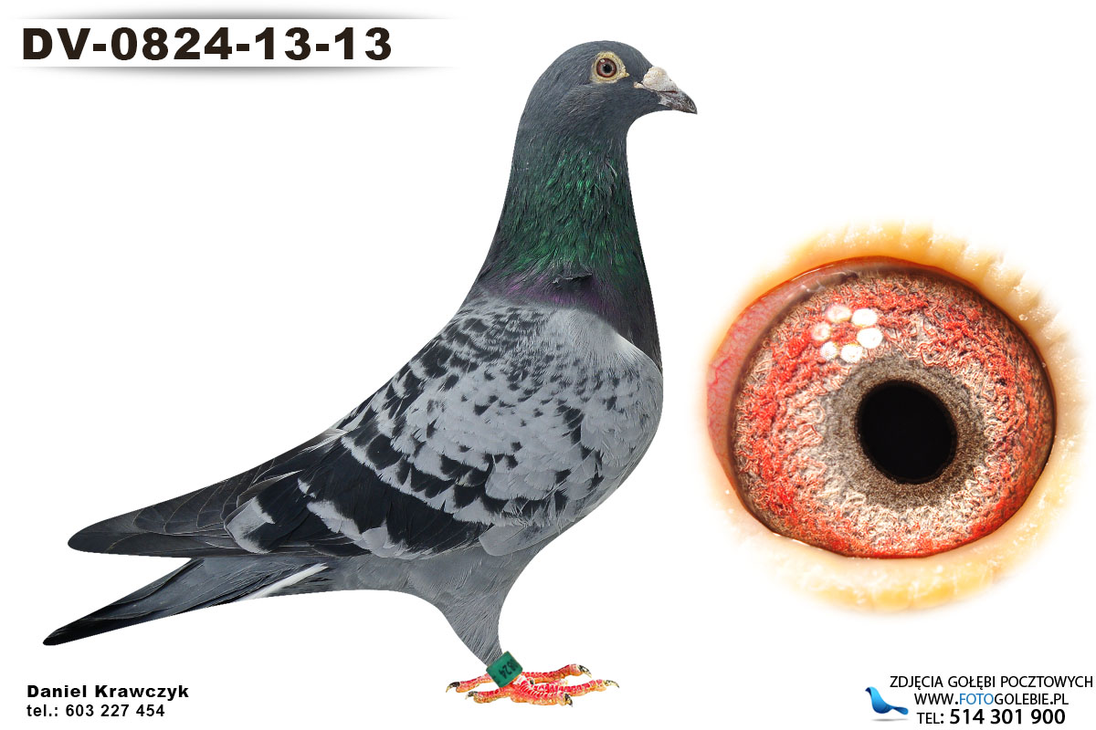 DV-0824-13-31 oryg Kroger-Schumacher - Professional pigeon auction portal,  pigeons from Polish masters, Olympic pigeons, best breeders from Belgium,  Germany and Holland.