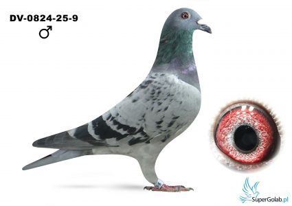 DV-0824-25-9 - 1 gołąb  z lotu finałowego - Team Rising Sun Deutschland [Bahlamann/Kohl]