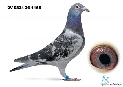 DV-0824-26-1165 linia Reiner Puttmann
