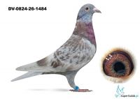 DV-0824-26-1484  Van den Bulck x Gabr. Janssen 