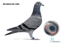DV-0824-26-1496 - inbred OLIMPIC RICO