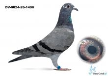 DV-0824-26-1496 - inbred OLIMPIC RICO