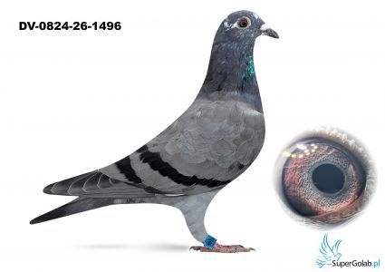 DV-0824-26-1496 - inbred OLIMPIC RICO