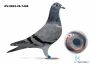 DV-0824-26-1496 - inbred OLIMPIC RICO