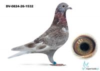 DV-0824-26-1532 - 100% Drapa 